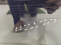 фото thumb №4, Дверь задняя задние правое mercedes e-klasa w212 sedan