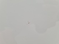 фото thumb №12, Renault clio iv дверь правый перед dv369