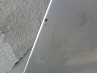 фото thumb №8, Капот крышка двигателя renault megane 3 iii ted69