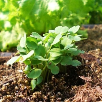 Садоводческий перлитовый кондиционер для посева почвы Agroperlit Rooter 20л