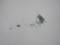 фото thumb №4, Капот alfa romeo junior