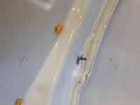 фото thumb №6, Nissan qashqai 2013 дверь правое задняя