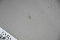 фото thumb №7, Капот кришка двигуна jaguar xf x250