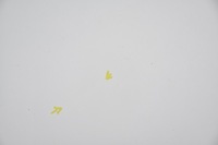 фото thumb №6, Капот кришка двигуна mercedes r w251 c775