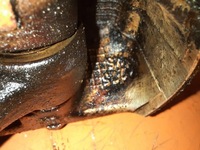 фото thumb №6, Seat cordoba ii 1.4mt 75km 03-09 поршень шатун 1275 bky