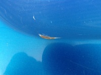 фото thumb №13, Крышка багажника багажника задняя peugeot 206 cc комплектная