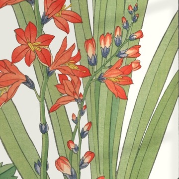 DRIAKIEW MONTBRECJA KROKOSMIA sztuka japońska dekoracja vintage 21x30 (A4)
