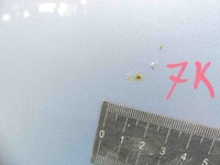 фото thumb №9, Дверь задняя левая toyota verso 09-18 błękitny 8s1