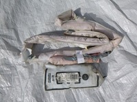 фото thumb №1, Подушка сиденье шторка безопасности c3 aircross левая комплект