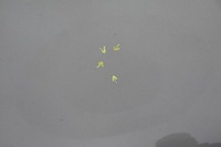 фото thumb №4, Капот кришка двигуна mazda 5 i