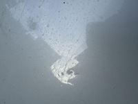 фото thumb №8, Капот toyota corolla e16 13-