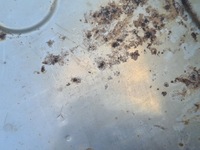 фото thumb №5, Вихлоп гасник vw golf vi plus 1.4tsi 1k0253211ae