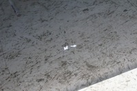 фото thumb №10, Двері правий перед lexus is ii is220 is250