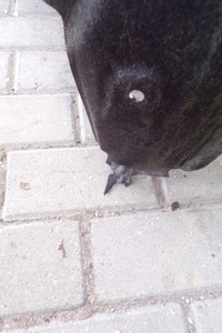 фото thumb №9, Подкрылок левый задняя toyota rav4 v 2019-