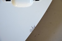 фото thumb №10, Дверь левый зад задние audi a5 8t8 5d sportback ly9c