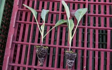 BlackJak Fertilizer 1L Стимулятор корнеобразования Агент для укоренения
