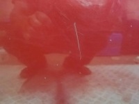 фото thumb №5, Дверь передние правое renault megane iii cc cabrio tennj