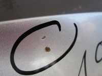 фото thumb №7, Peugeot 207 sw 09r капот