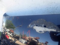 фото thumb №15, Mini iii f55 f56 14- капот кришка двигуна