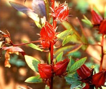 Hibiskus (Hibiscus Sabdariffa) * Nasiona *