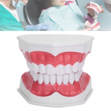 ДЕНТАЛЬНАЯ МОДЕЛЬ MAXILLA DENTAL