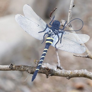 Symulacyjny model ważki Miniaturowe rękodzieło Realistyczne z liną i szpilkami