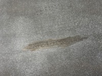 фото thumb №9, Land rover discovery sport l550 бампер перед kompletny fk72-17f003-a