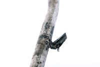 фото thumb №10, Mini cooper r50 шланг кондиціонера 6918600