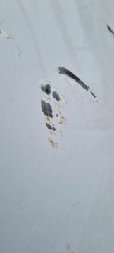 фото thumb №13, Капот кришка двигуна nissan nv200