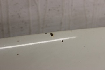 фото thumb №13, Капот крышка двигателя mercedes c w204 2007r- 650 - код краски