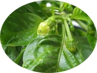 Carolina Reaper Yellow — НАБОР ДЛЯ ВЫРАЩИВАНИЯ XXL ХИТ!