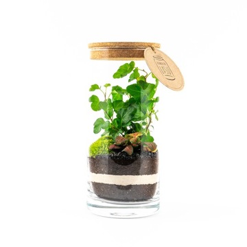 КУСОК ЛЕСА Лес в банке набор своими руками DIY S