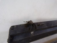 фото thumb №9, Решітка радіатора решітка радіатор ґрати seat alhambra 1 i рестайлінг