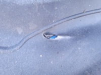 Maserati gran turismo i m145 | бампер диффузор спойлер задняя 080063200 | 0615 в Украине, фото thumb