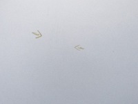 Капот кришка двигуна код лакофарбового покриття ted69 renault scenic 3 09-11r. 09r. Київ, фото thumb