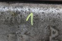 фото thumb №5, Выхлоп гаситель fiat 500 abarth оригинальный oem