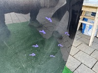 фото thumb №12, Hyundai tucson iv 4 21- дверь правые передние правые перед eu org d108