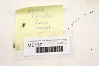 фото thumb №5, Me137 skoda scala 1.6tdi супорт лівий перед