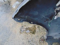 фото thumb №14, Бампер перед mazda 6 gh lift pod ксенон