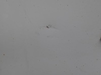 фото thumb №4, Дверь левая передние левый перед ford kuga mk2 ii