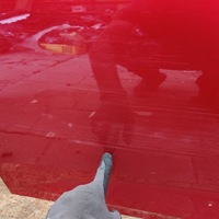 фото thumb №10, Двері передні перед ліва renault megane iv