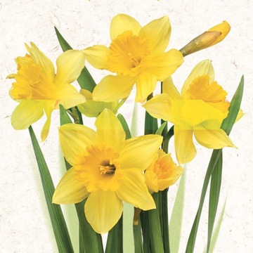 DAISY SERWETKI KIŚĆ ŻÓŁTYCH ŻONKILI 33X33 CM SDWI 003901 20 SZTUK