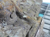 фото thumb №8, Мост задняя задний 2,81 bmw e65 3.0d