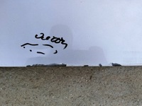 фото thumb №11, Дверь распашные правый задняя citroen berlingo iii 2008-------