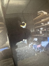 фото thumb №7, Капот крышка двигателя opel crossland x 17-