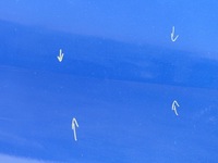 фото thumb №11, Двері перед лівий передні ліва terna renault scenic iii 3 короткий grand