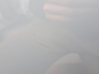 фото thumb №13, Двері праві перед audi a7 rs7 ly7c 4g