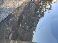 фото thumb №6, Капот peugeot citroen c5 x grad