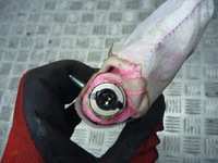 фото thumb №7, Подушка сиденье боковая chevrolet corvette c7 2016