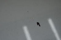 фото thumb №12, Mitsubishi outlander ii рестайлінг капот колір w13 комплектна